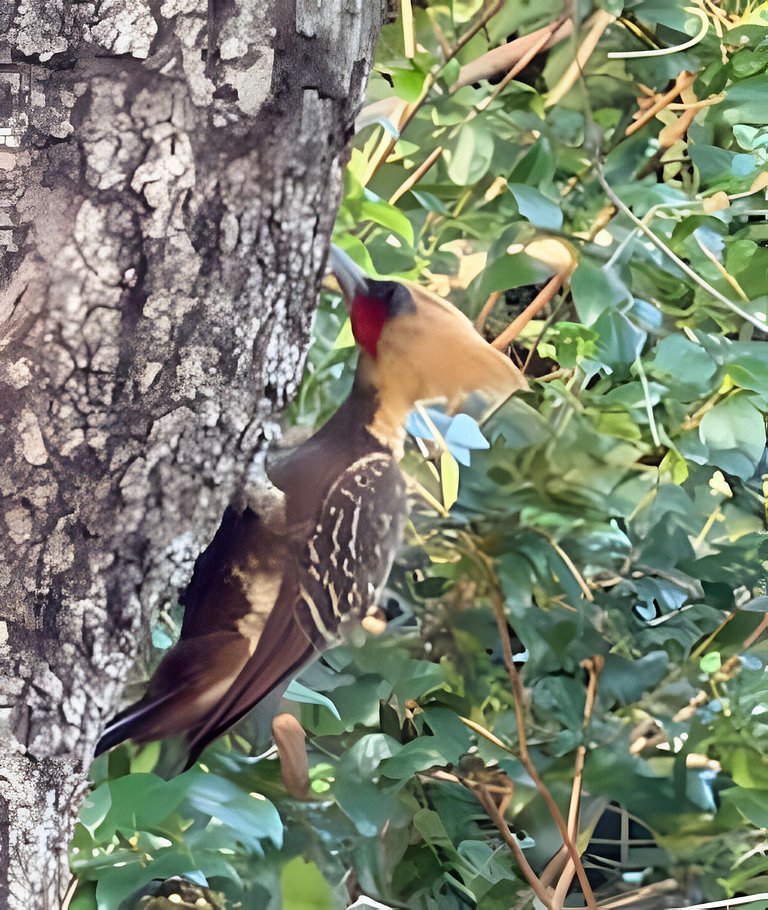 Casa Tuiuiú com 4 quartos e área gourmet em Bonito